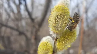 Верба главный весенний медонос