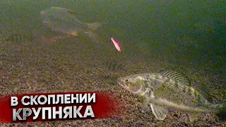 Поклевки КРУПНОЙ рыбы на подводную камеру / Судак на ВИБЫ и РАТЛИНЫ зимой / ВОЛГА подо льдом