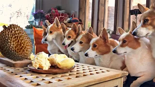The reaction of Eight Welsh Corgis to try durian for the first time!! 😅