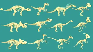 12 Dinosaur bones: T-rex, Triceratops, Stegosaurus & Ankylosaurus, Spinosaurus, Velociraptor | DK