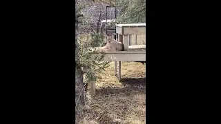 Visit our caracal trio PLUS some servals! 🐾 || The Wildcat Sanctuary