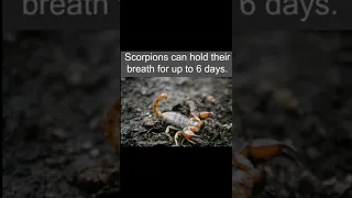 Interesting facts about scorpion