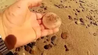 Медузы на берегу