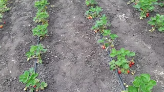 Какой реальный урожай при весенней посадке клубники
