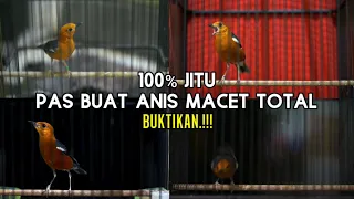 PANCINGAN ANIS MERAH 100%JITU BUAT MEMANCING ANIS MERAH MACET AGAR CEPAT GACOR