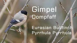 Gimpel - Dompfaff - Weibchen