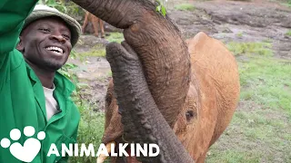 Adorable baby elephants overcome odds to return to the wild | Animalkind