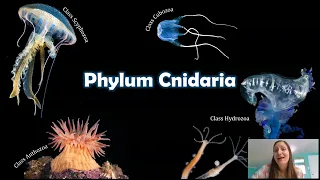 Phylum Cnidaria: The Things that Sting
