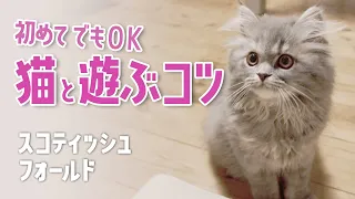 初心者向け｜猫と仲良くなれる遊び方のコツ【スコティッシュフォールド子猫】