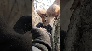 Рыжая белка проголодалась. The red squirrel is hungry #белка #squirrel #shorts #गिलहरी