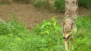 Wolf Pack Descends On Hunting Group Near Ely