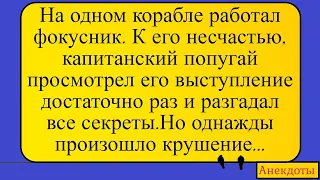 Фокусник и попугай на корабле... Лучшие длинные анекдоты и жизненные истории 2022