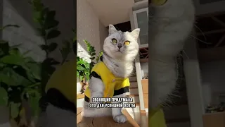 Как видят мир кошки #коты #кот #shorts