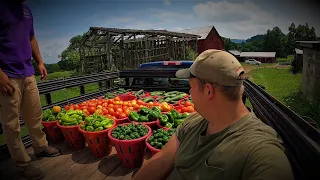 HARVESTING THE MOST BEAUTIFUL VEGETABLES