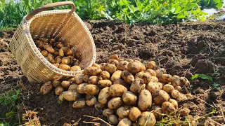 Increase your potato yields with just one simple step - this is what you need to know!