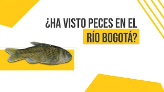 CIENCIA EN 1 MINUTO🐟  | ¿Ha visto peces en el río Bogotá?