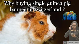 Why buying single guinea pig banned in Switzerland ?| #shorts