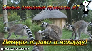 Самые смешные приколы #7 Лемуры играют в чехарду! Шутка.