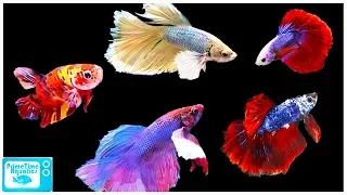 Betta Fish Care Guide: Everything You Need to Know!