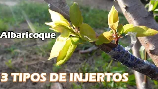 Injerto Albaricoque |3 Métodos EVOLUCIÓN