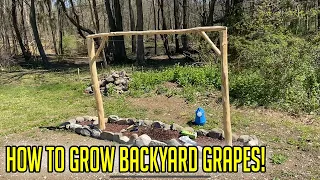 How To Grow Backyard Grapes | From Store Bought Plants