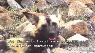 African wild dog - Okowango video