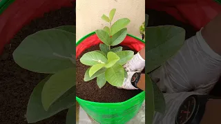 How to grow guava in pot #gardening #shorts