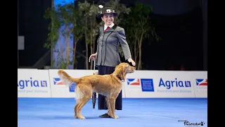 Dog Dance World Championship, Francia 2022. Barbara Schettino e Redhoney Only for Breakfast (Alice)