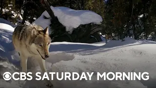 Yellowstone wolves spark debate amid ranchers, conservatives