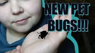 I Got New Pet Bugs! | Enclosure Setup And Unboxing From Bugs In Cyberspace!