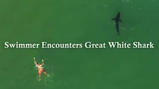 Swimmer Encounters Great White Shark