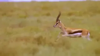 World's Fastest Animals Fail!! Grant Gazelles Take Down Cheetah With Horns Lion Hunt Impala Fail