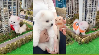 Funny and Cute Pomeranian Videos 🐶😍 Cutest Animals | Cutest Puppies #7