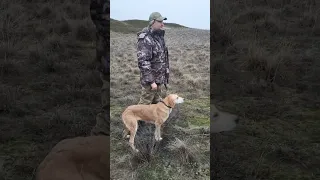 Расценка РГ Молния вл.Дацунов С.И.на Всероссийских состязаниях гончих 2023г.Волгоградская обл.