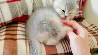 this tiny kitten will cure anyone's depression