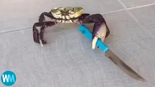 Top 5 crab