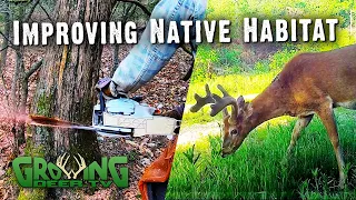 How We're Going to Get TONS More Food and Cover for Better Hunting (602)