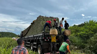 CARREGANDO ABACAXÍ NO PARÁ