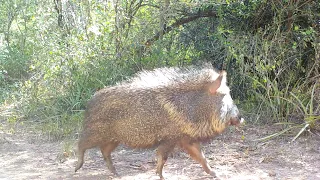 INCREÍBLE REGISTRO DE PECARÍ QUIMILERO EN EL PARQUE NACIONAL EL IMPENETRABLE