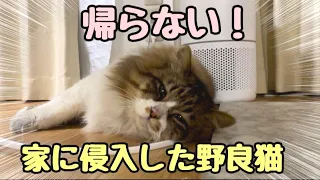 家に侵入した野良猫が帰らない…！？【後編】