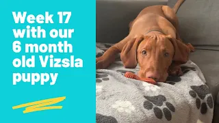 Week 17 with our 6 month old Vizsla puppy