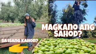 MAGKANO SAHOD SA AUSTRALIA PAG TAGA HARVEST NG PRUTAS