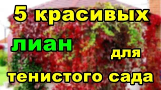 5 красивых лиан для тенистого сада | Вьющиеся растения для сада