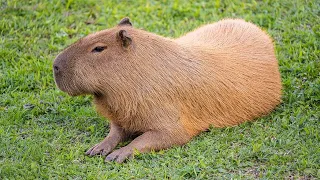 capybara song remix tiktok version capybaras