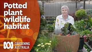 Creating a wildlife habitat in a pot for small space gardens | Gardening 101 | Gardening Australia