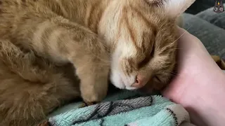 Cats Who Are Affectionate! (A Compilation)