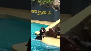 Funny Sea Lions Show in Loro Park (3) - #Shorts