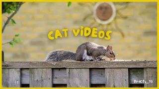 CAT VIDEOS !! #birdvideosforcatstowatch