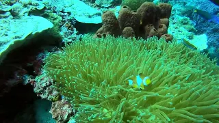 Diving Indonesia: Distant lightning Storm and Reef Scenes