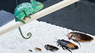 CAN A CHAMELEON EAT THE LARGEST COCKROACH